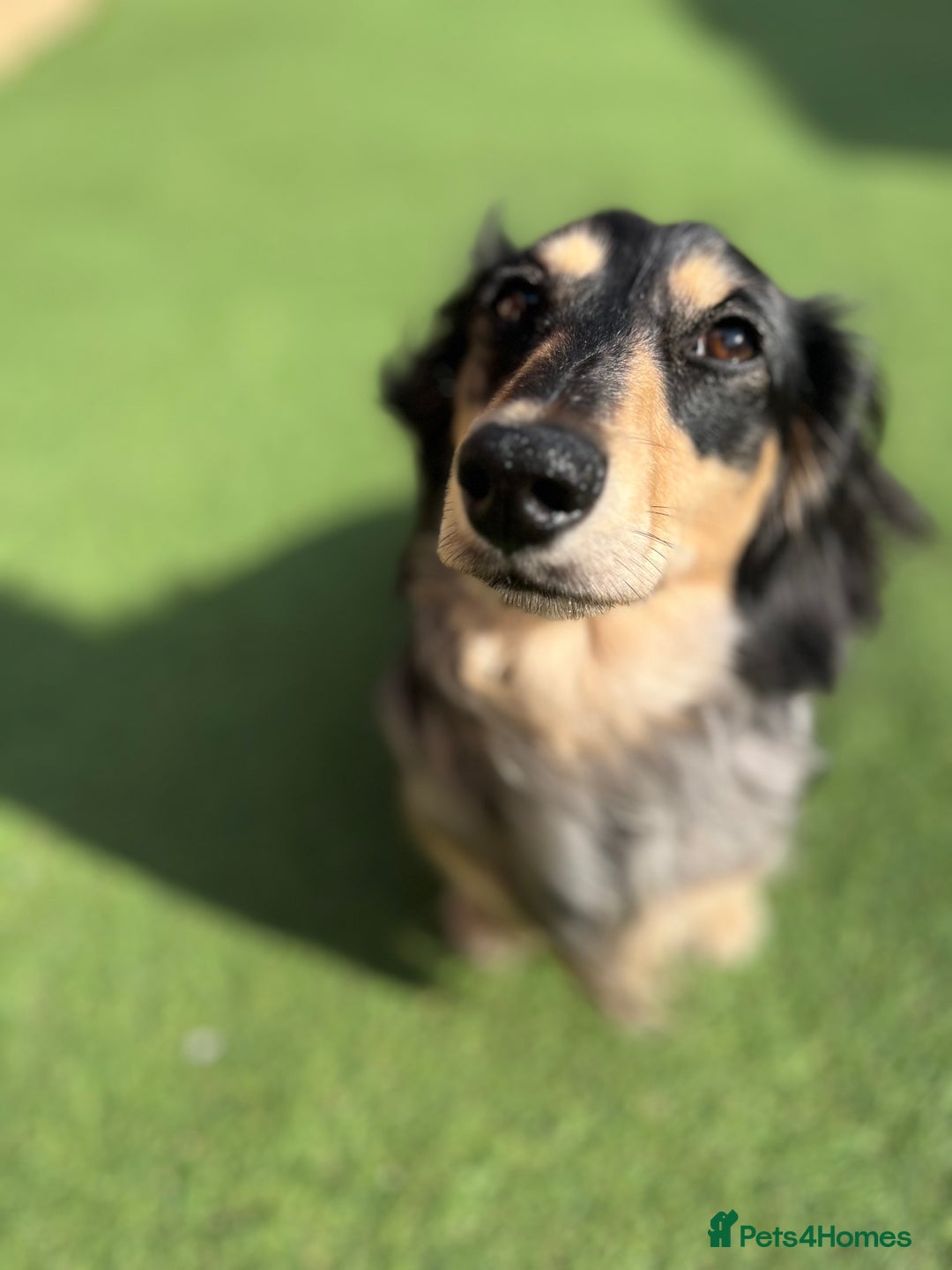 Miniature Dachshund dogs for stud: 1 year old long-haired dapple miniature dachshund  - Image 7