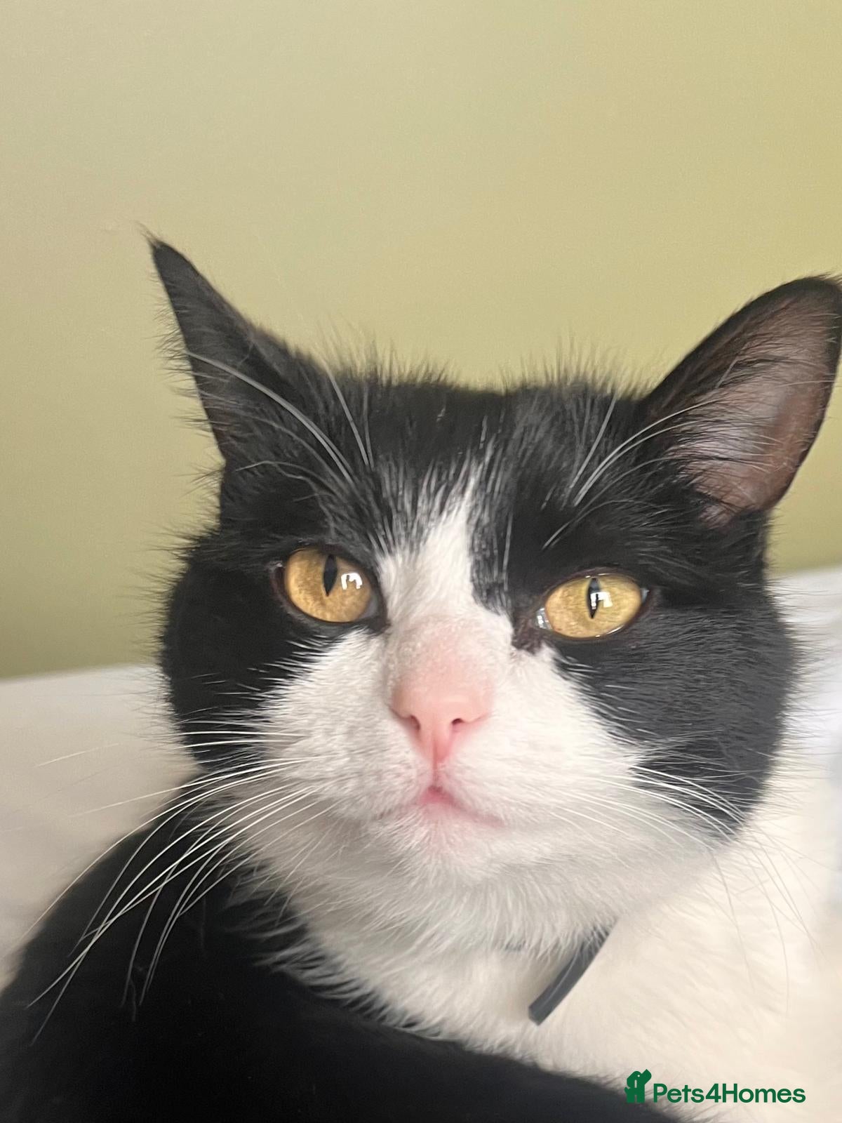 Mixed Breed cats Friendly loving Cat  - Advert 1