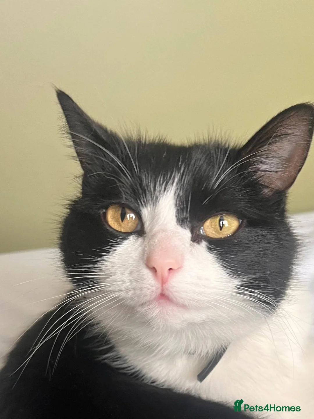 Mixed Breed cats for sale: Friendly loving Cat  - Advert 1