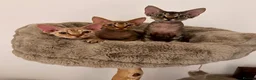 Devon Rex cats for sale: Mrs Nina K. - Advert 7
