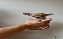Chihuahua dogs for sale: ADORABLE SUPER TINY CHIHUAHUA PUPPIES - Image 7