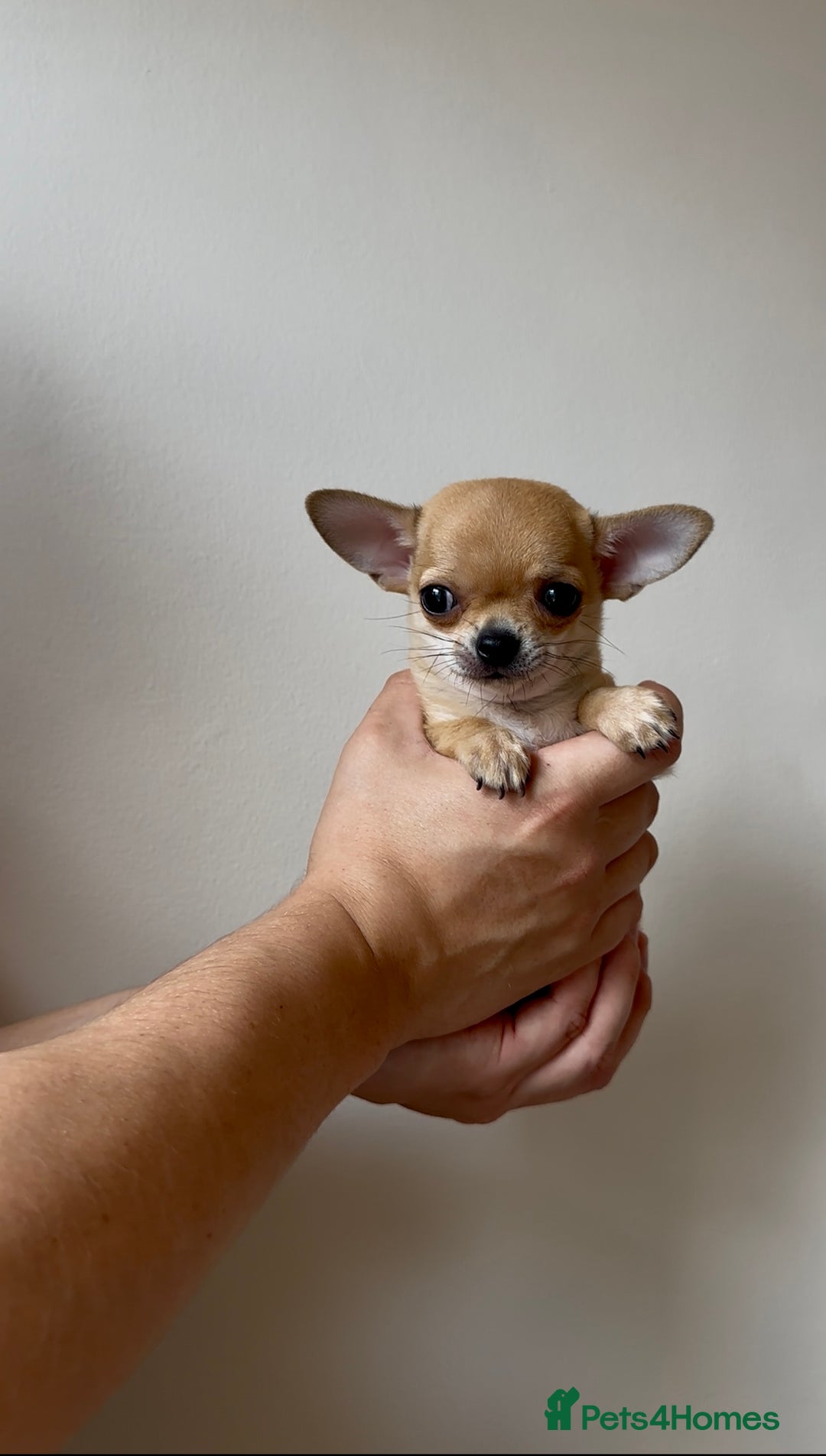 Chihuahua dogs for sale: ADORABLE SUPER TINY CHIHUAHUA PUPPIES - Image 7