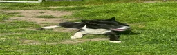 Border Collie dogs for sale: 2 Beautiful Border Collie bitch pups in Sheffield - Advert 14