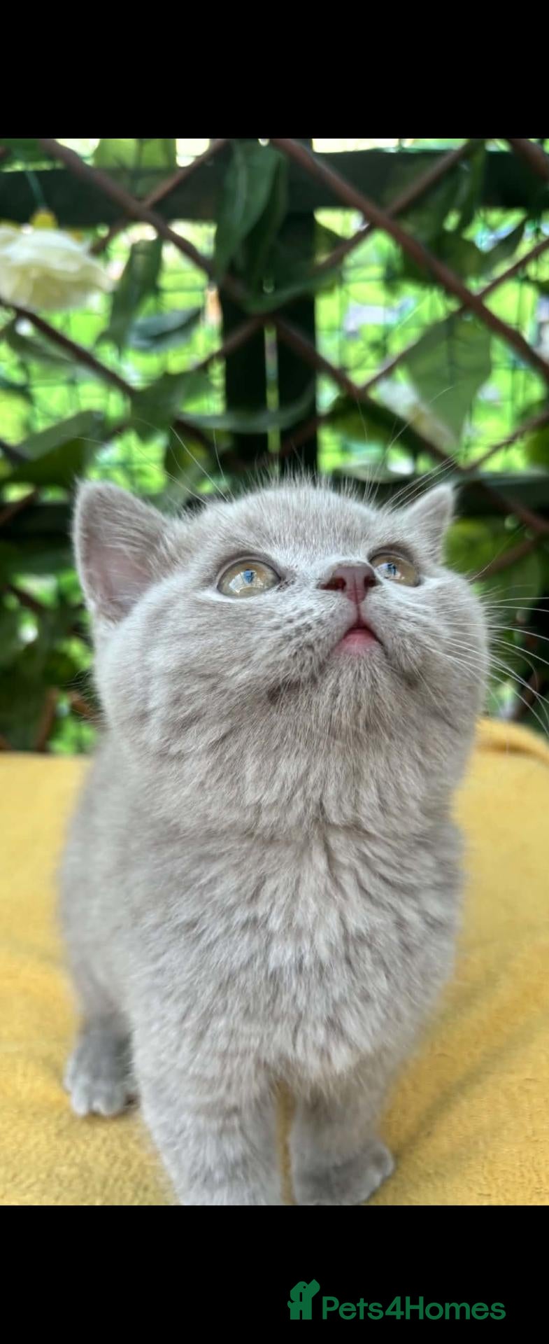 British Shorthair cats Ready now british shorthair  - Advert 1