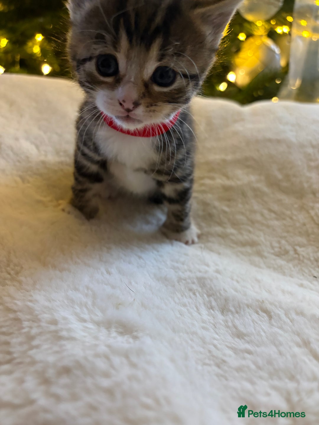 Mixed Breed cats for sale: Stunning kittens 🐱🐱🐱🐱 - Advert 2