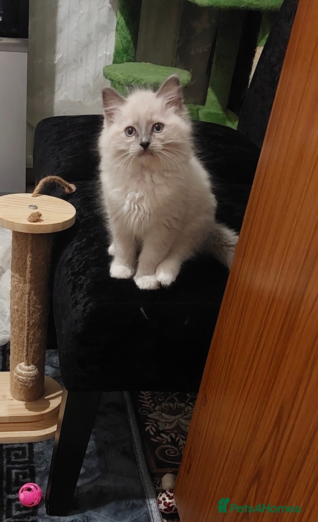 Ragdoll cats for sale: Adorable purebred original Ragdoll boy. 🐱 - Advert 14