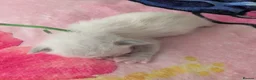Ragdoll cats for sale: 6 beautiful ragdoll kittens  - Advert 3