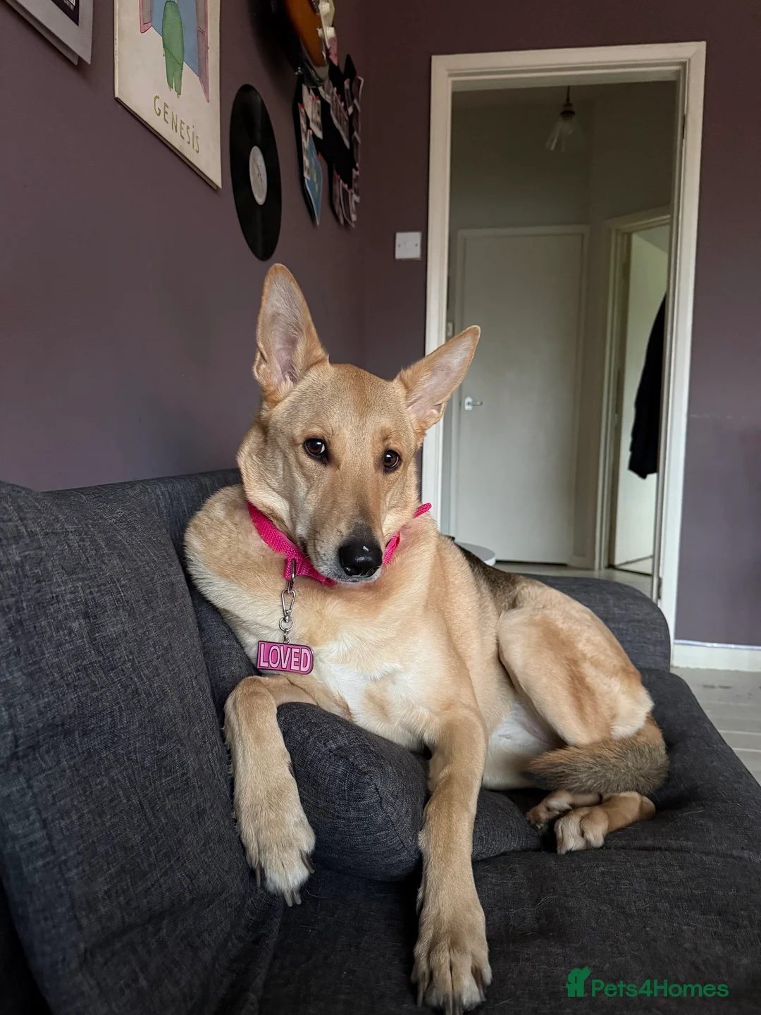 German Shepherd dogs for sale: URGENT REHOMING – FEMALE GERMAN SHEPHERD 🐾 - Advert 8