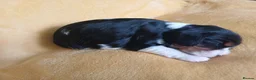 Cavalier King Charles Spaniel dogs for sale: Choc & Tan carriers - CKC Spaniel Puppies - Advert 26