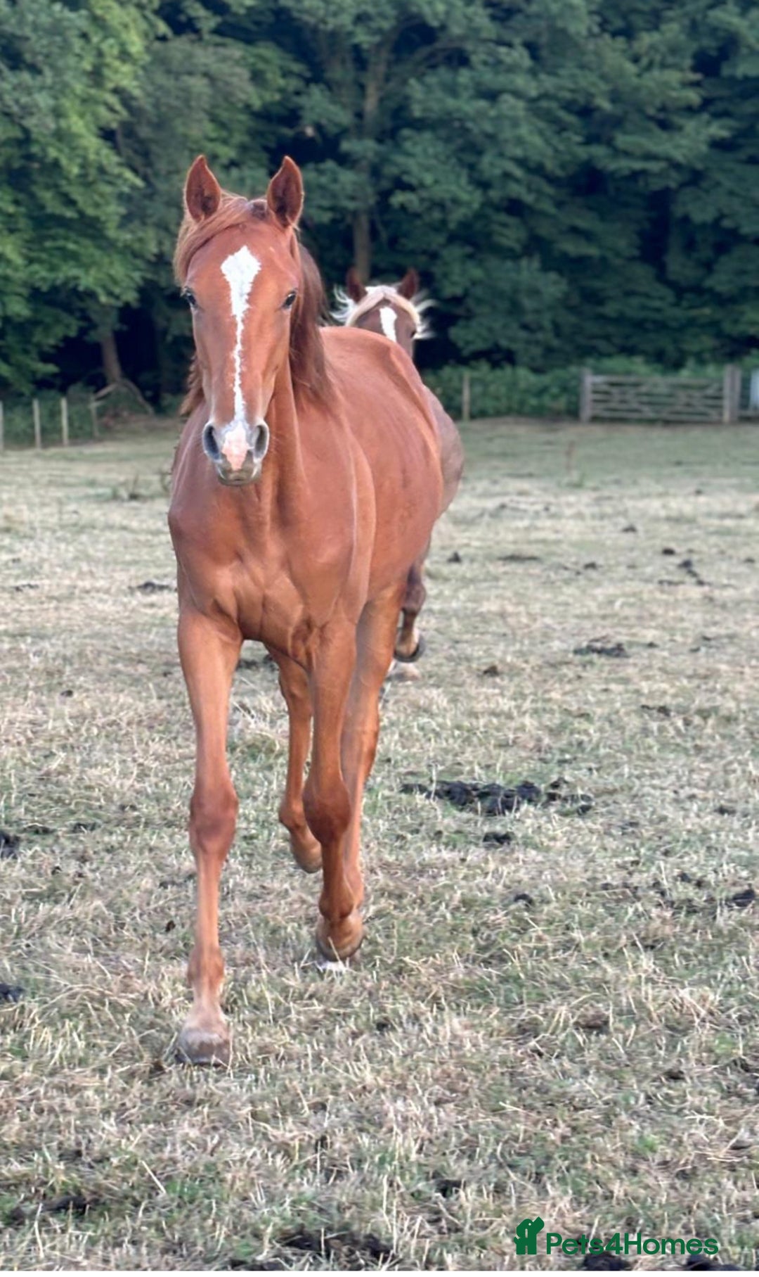 Irish Sports horses for sale: Penny  - Advert 2