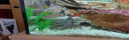 Other/Mixed Breed fish for sale: XL tropical fish  - Advert 5