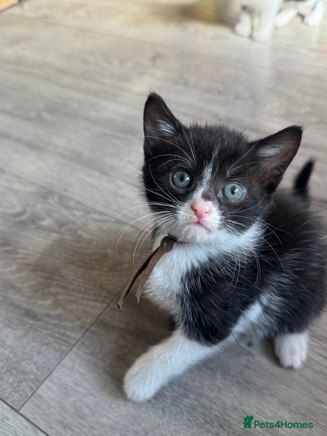 British Shorthair cats for sale: British shorthair cross kittens available  - Image 2