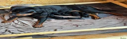 Rottweiler dogs for sale: Purebred Rottweiler bitch pup - Advert 6