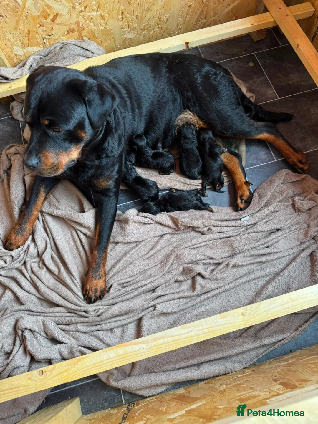 Rottweiler dogs for sale: Purebred Rottweiler bitch pup - Advert 6