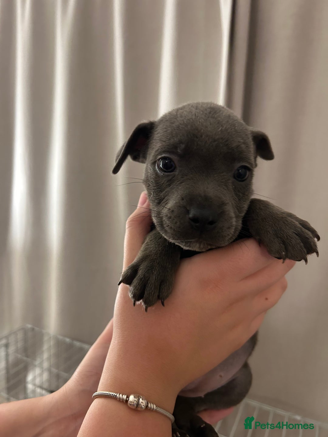 Staffordshire Bull Terrier dogs for sale: Stunning pure blue staffies - Image 32