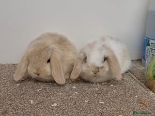 Mini Lop rabbits *Gorgeous baby mini lops, boys and girls* - Advert 9