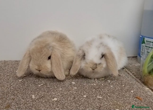 Mini Lop rabbits *Gorgeous baby mini lops, boys and girls* - Advert 2