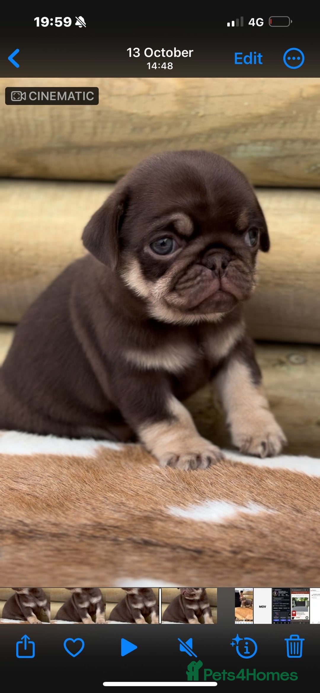 Pug dogs for sale: Beautiful last 2 little girl pugs. - Advert 11