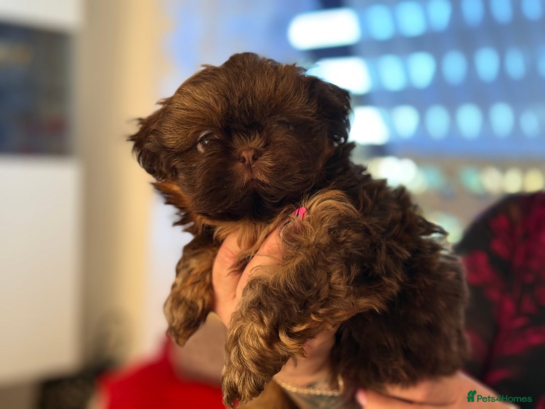 Shih Tzu dogs for sale: Shih Tzu KARASHISHI Line Two Boys Left Green Eyes - Advert 24