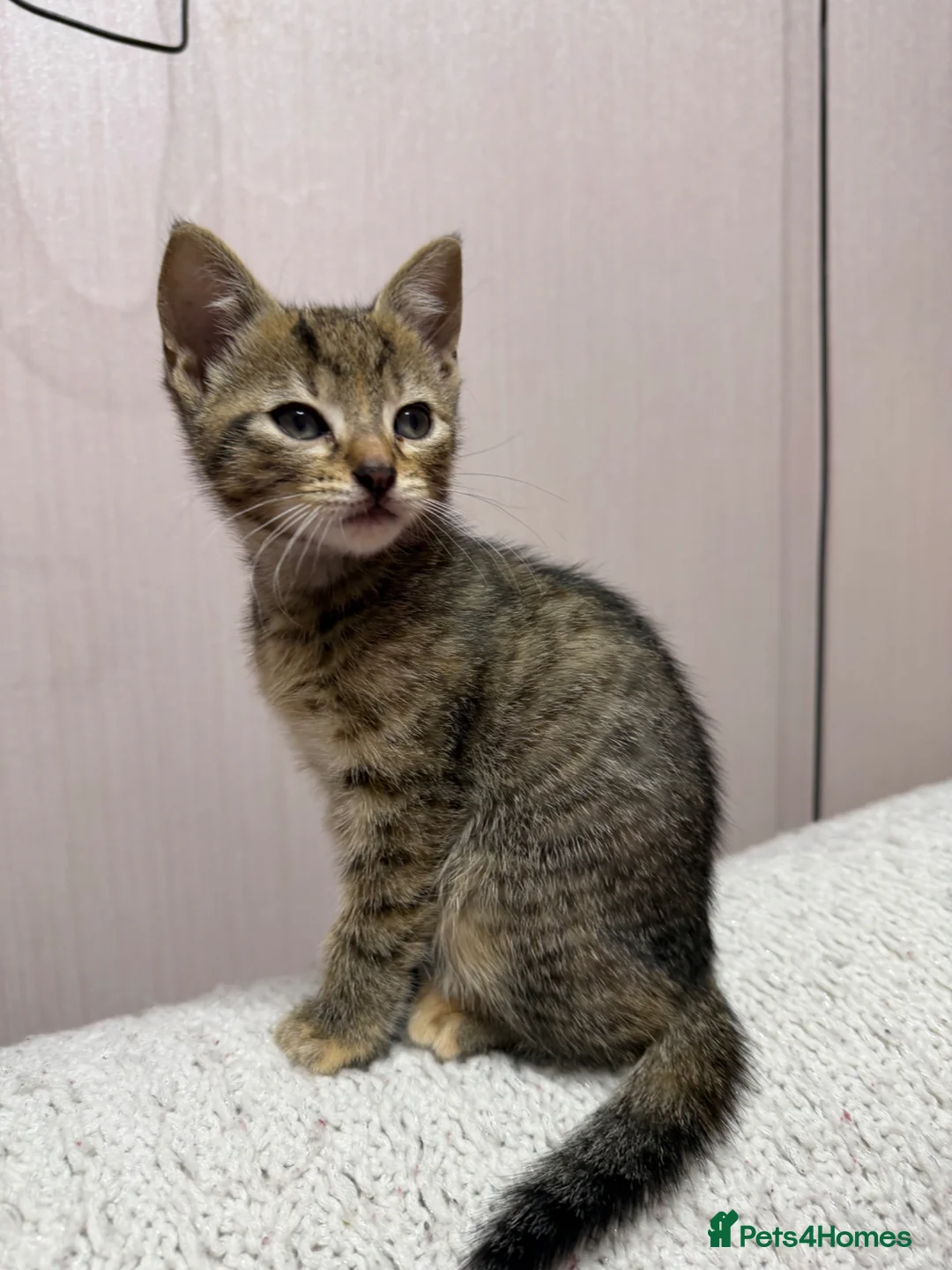 Mixed Breed cats for sale: Female Tabby for sale  in Bradford - Advert 4