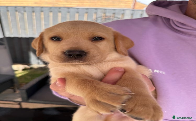 Labrador Retriever dogs - Advert 4
