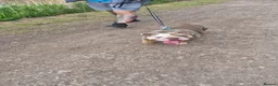 English Bulldog dogs for stud: For stud - Advert 2