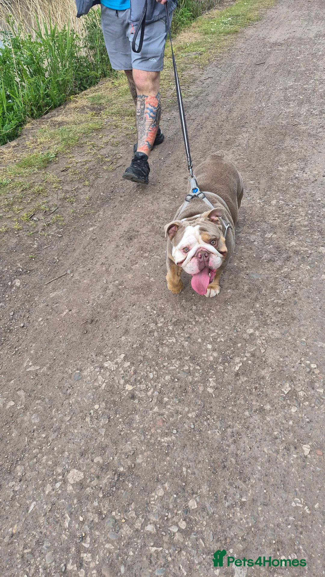 English Bulldog dogs for stud: For stud - Advert 2