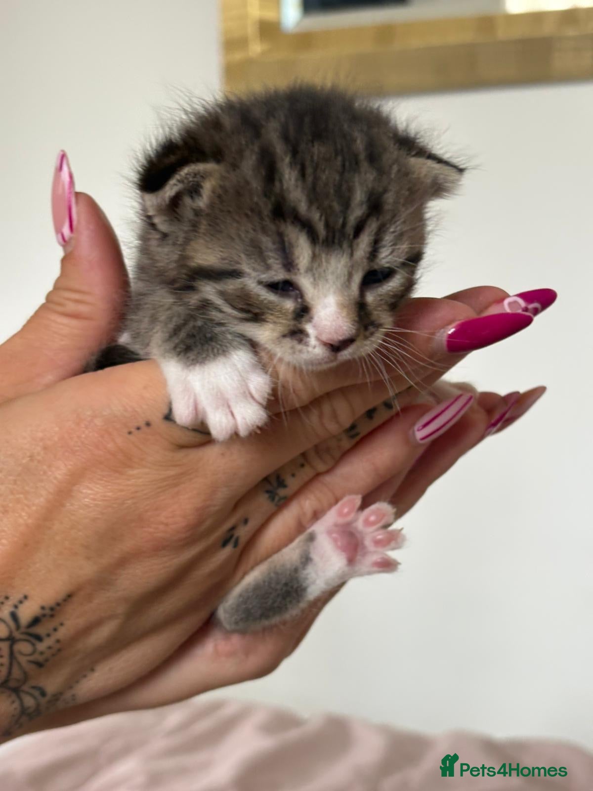 Mixed Breed cats for sale: Mixed Beautiful Girls  - Advert 13