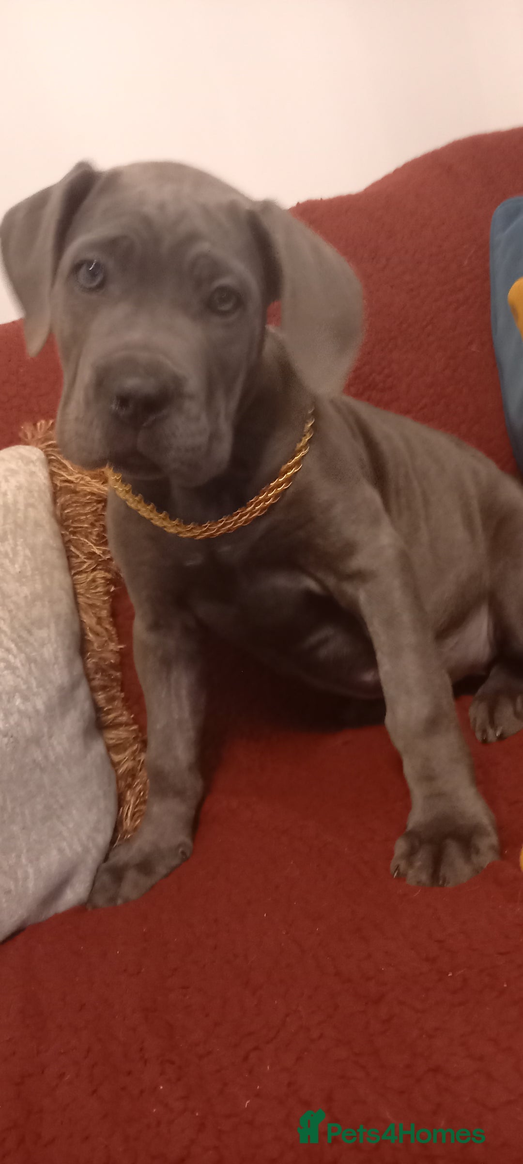Cane Corso dogs for sale: ANNOUNCEMENT ONLY UK LITTER DEL DYRIUM LINES  🖤  - Advert 31