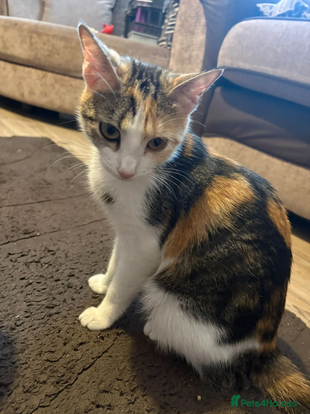 Mixed Breed cats for sale: 4 Beautiful kittens for sale  - Advert 7