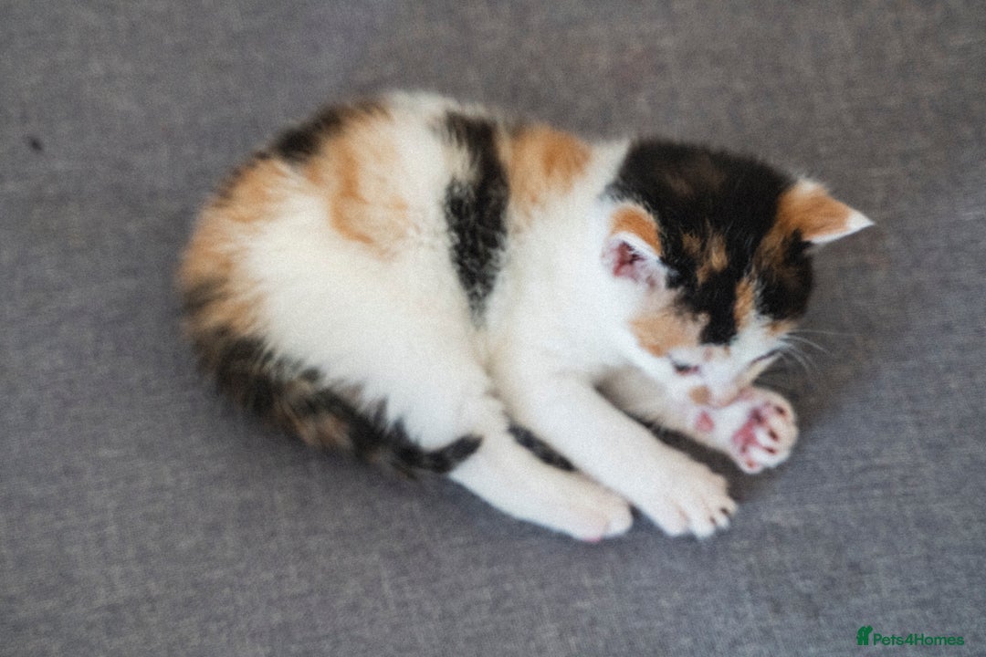 Mixed Breed cats for sale: 4 LOVEY CATS in ESSEX - 2 MALE & 2 FEMALE  - Image 10