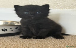 Mixed Breed cats for sale: 5 beautiful, playful kittens for sale  - Image 6