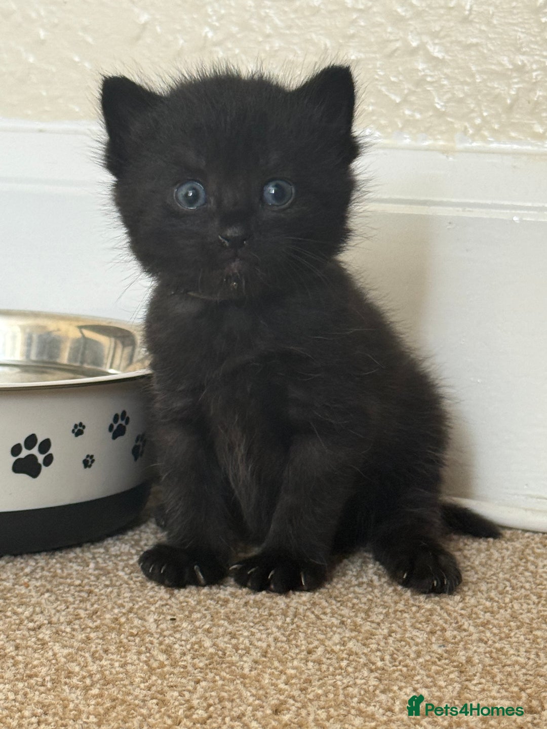 Mixed Breed cats for sale: 5 beautiful, playful kittens for sale  - Image 6