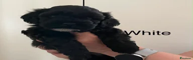 Lhasapoo 5