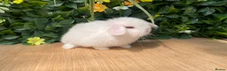 Mini Lop rabbits for sale: Mini lops ready to reserve  - Advert 4