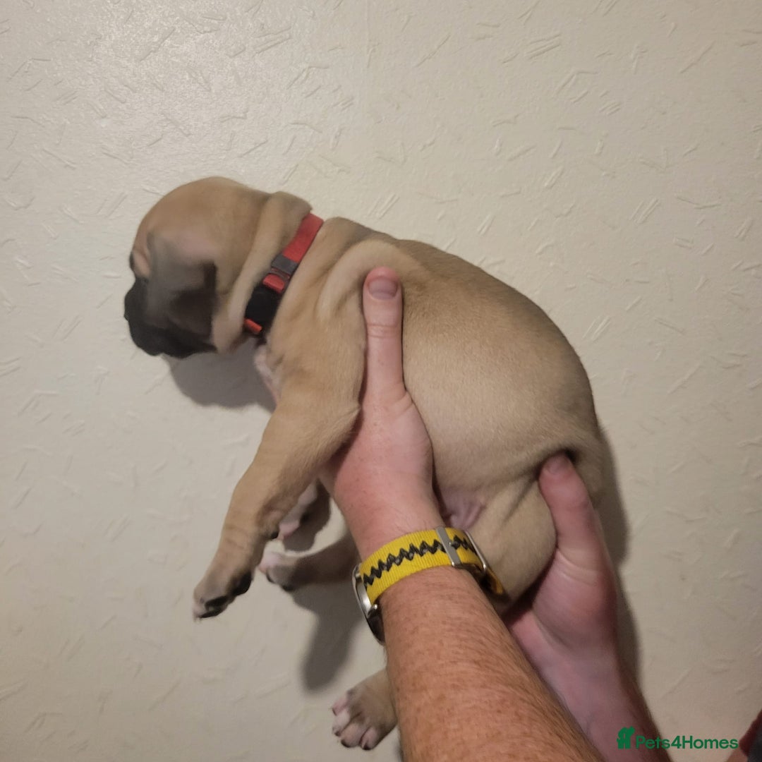Presa Canario dogs for sale: Stunning litter of Presa Canario Puppies - Image 14