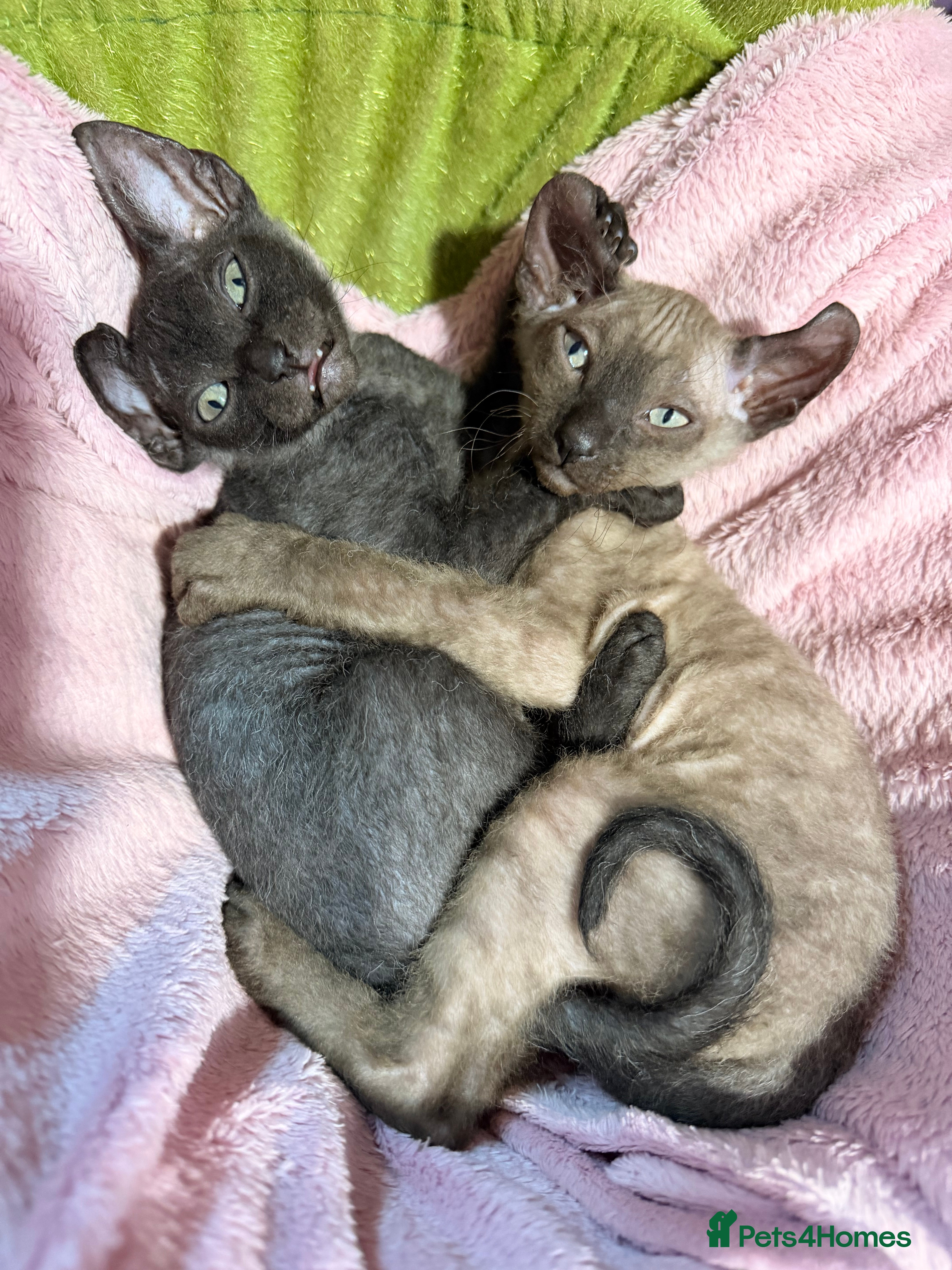 Sphynx cats 2 beautiful boys left 🐾🤎🖤 - Advert 2