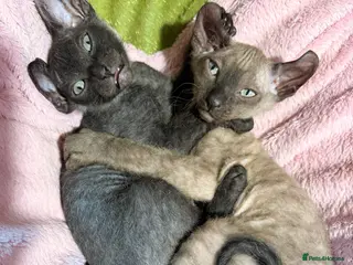 Sphynx cats 2 beautiful boys left 🐾🤎🖤 - Advert 2