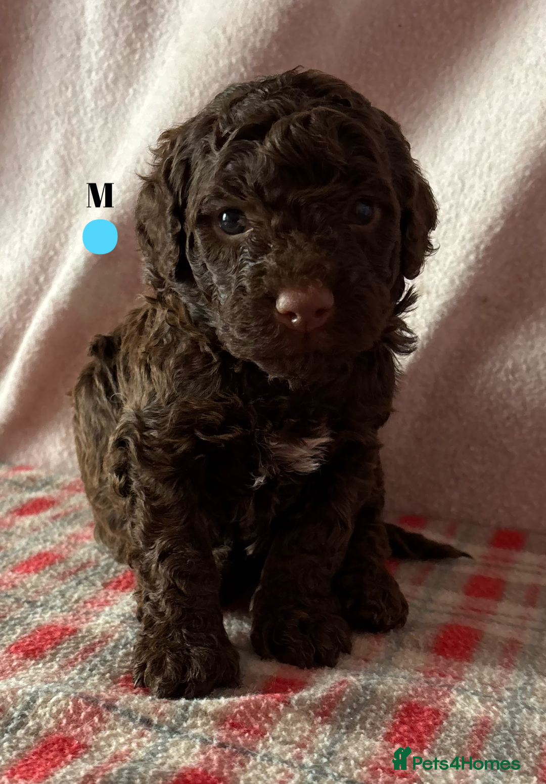Lagotto Romagnolo dogs for sale: Pedigree Lagotto Male Puppy 5⭐️ Licensed Breeder - Advert 3