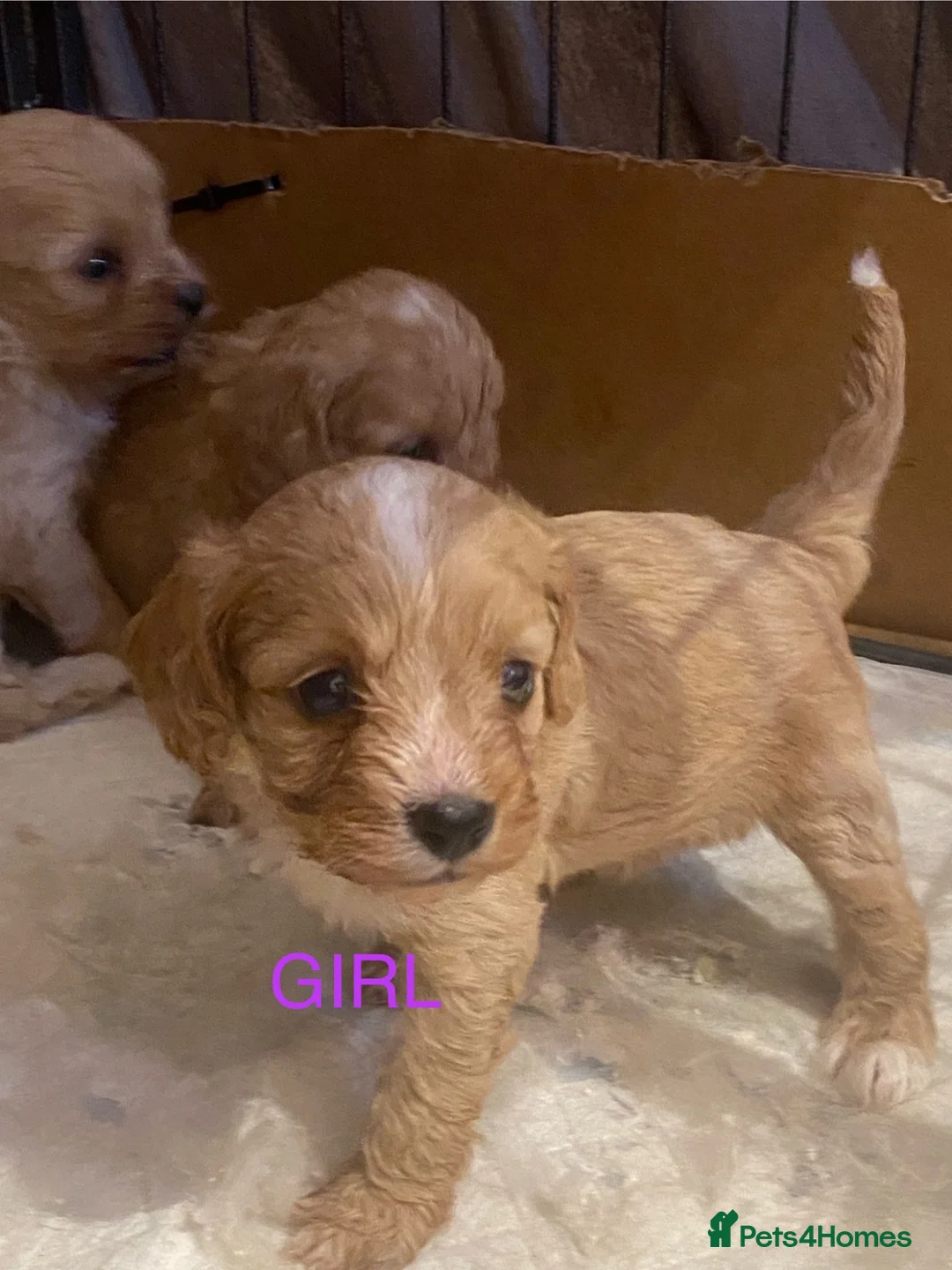 Cavapoo dogs for sale: Cavapoo pups  - Advert 2