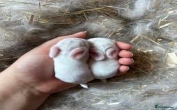 Mini Lop rabbits for sale: Purebred miniature lops to reserve - Image 3