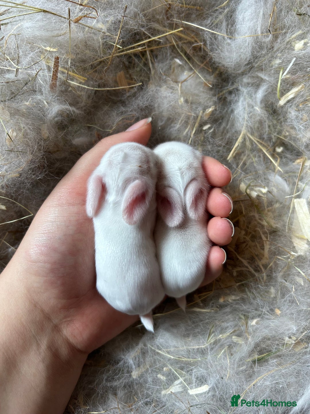 Mini Lop rabbits for sale: Purebred miniature lops to reserve - Image 3