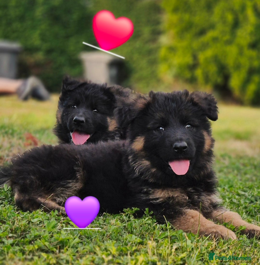 German Shepherd dogs for sale: KC reg health tested German shepherd puppies  - Image 6