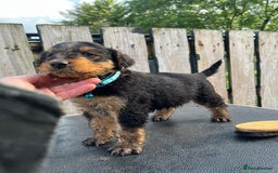 Airedale Terrier dogs for sale: Airedale Terrier Puppy 9 - Quality Airedale terrier pups - Image 15