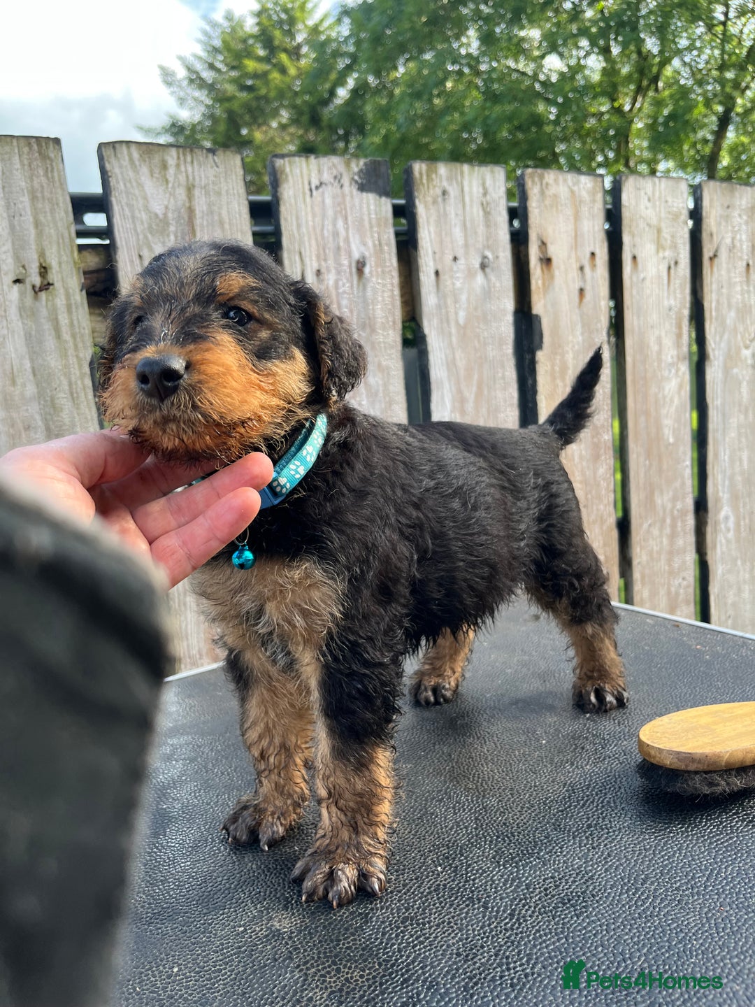 Airedale Terrier dogs for sale: Airedale Terrier Puppy 9 - Quality Airedale terrier pups - Image 15