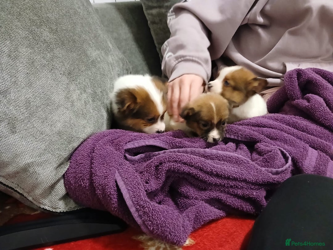 Jackapoo dogs for sale: 3 beautiful jackpoo 🐶 - Advert 6