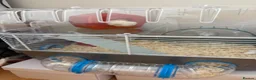 Hamster rodents for sale: Dwarf Hampster with supplies  in Benfleet - Advert 10