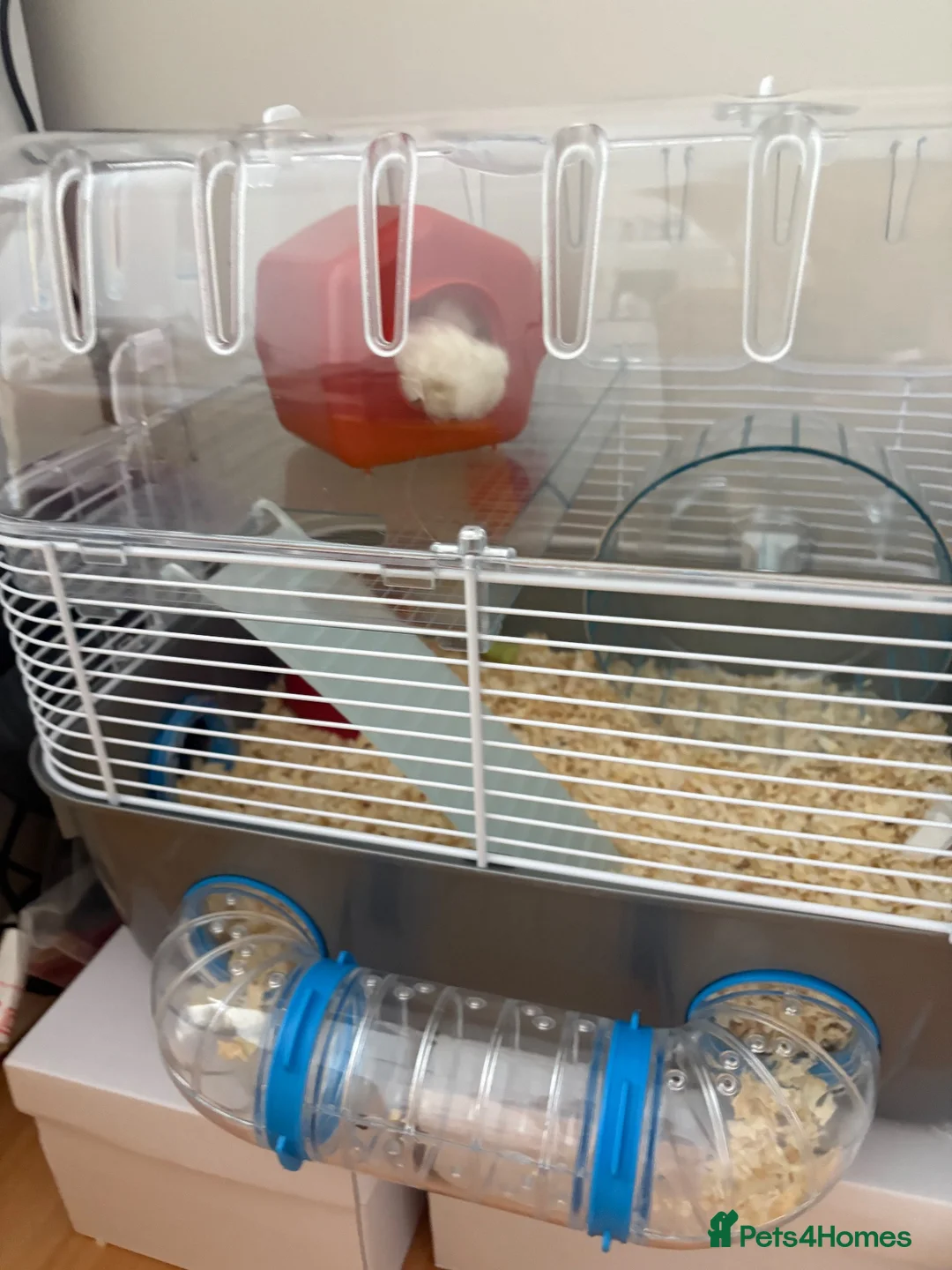 Hamster rodents for sale: Dwarf Hampster with supplies  in Benfleet - Advert 10
