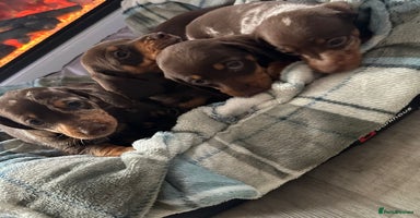 Miniature Dachshund dogs - Advert 5