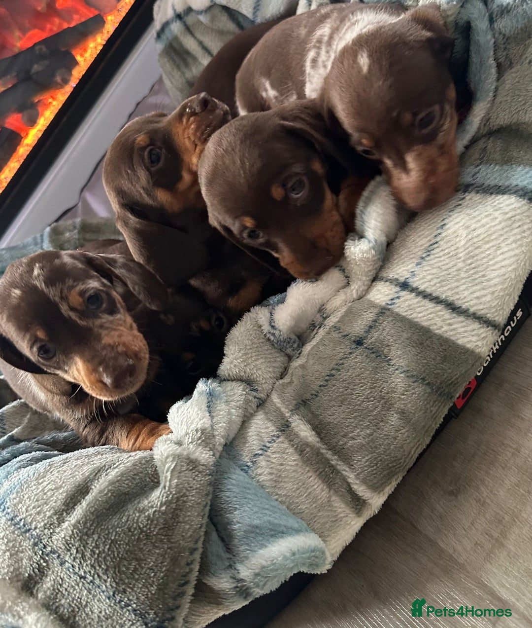Miniature Dachshund dogs for sale: Miniature dachshund puppies - Image 3
